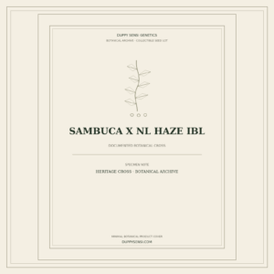 Botanical cover for Sambuca x NL Haze IBL