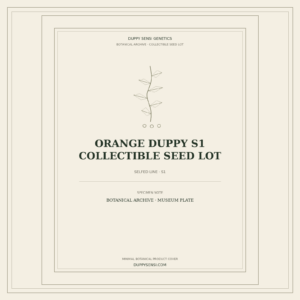 Botanical cover for Orange Duppy S1 Collectible Seed Lot