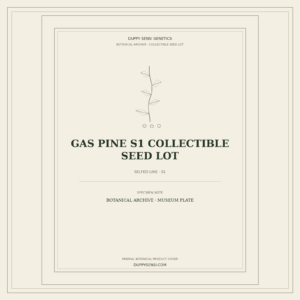 Botanical cover for Gas Pine S1 Collectible Seed Lot