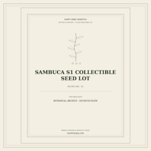 Botanical cover for Sambuca S1 Collectible Seed Lot