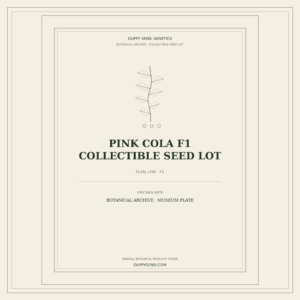 Botanical cover for Pink COLA F1 Collectible Seed Lot